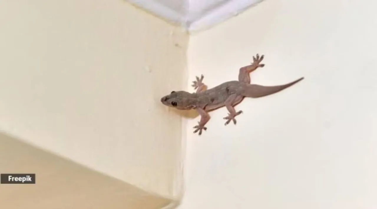 Lizards xy